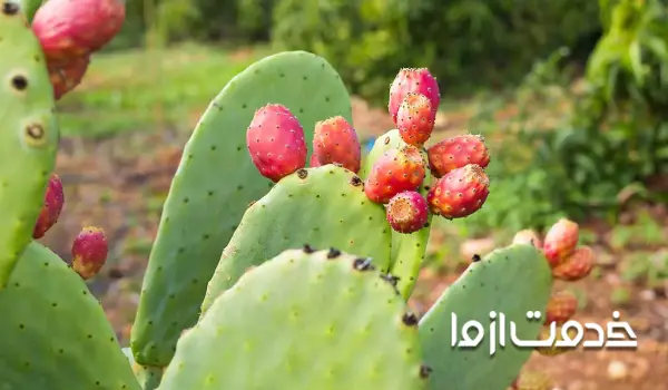 کاکتوس انجیر هندی